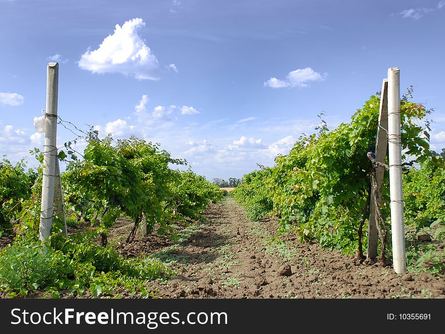A field of grape under the blue sky with clouds. A field of grape under the blue sky with clouds