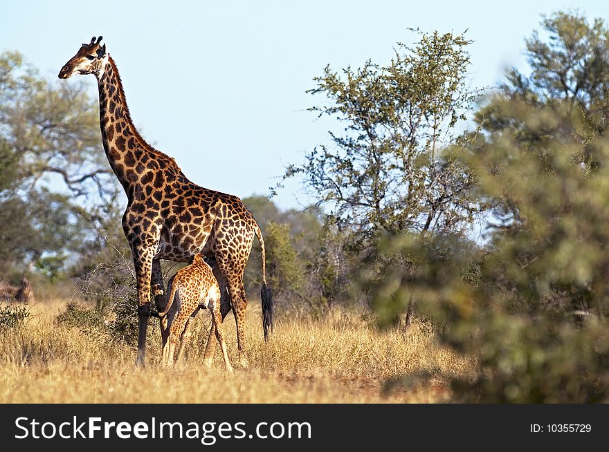 Giraffes seen in South Africa