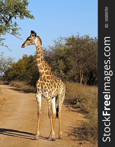 Giraffes seen in South Africa