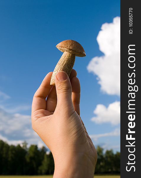 Mushroom on hand under sun