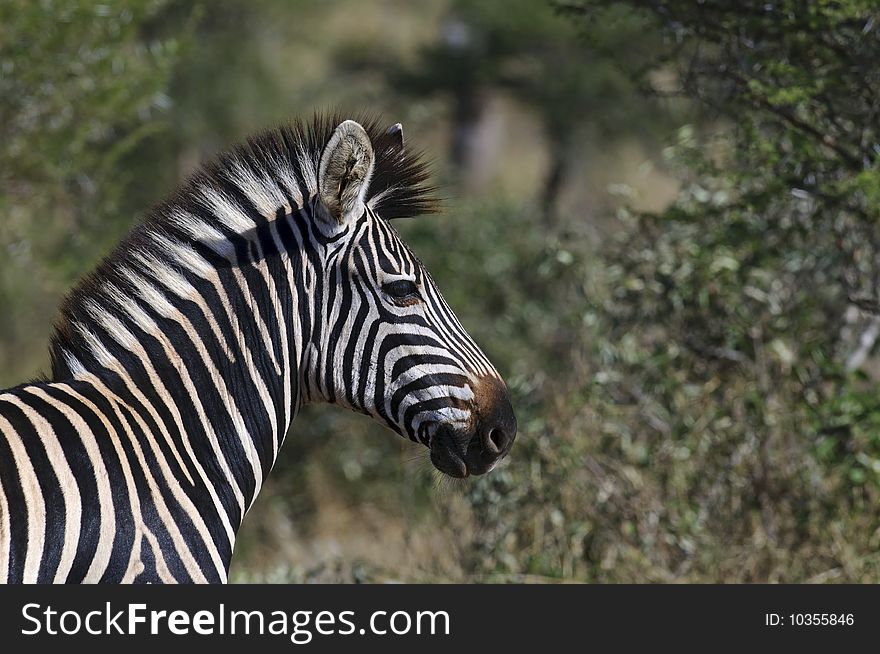 Zebras seen in South Africa