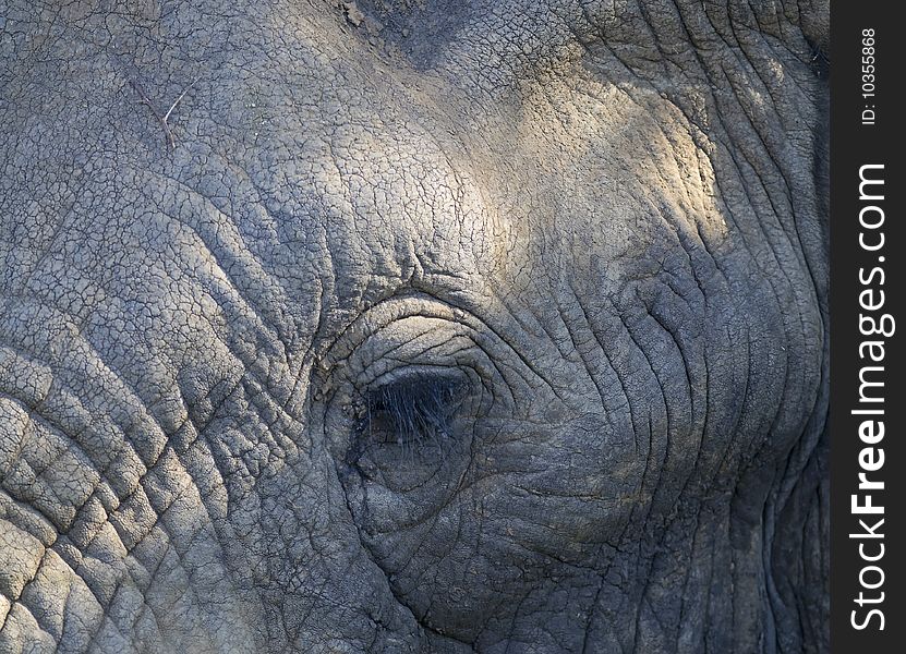 Elephant seen in South Africa