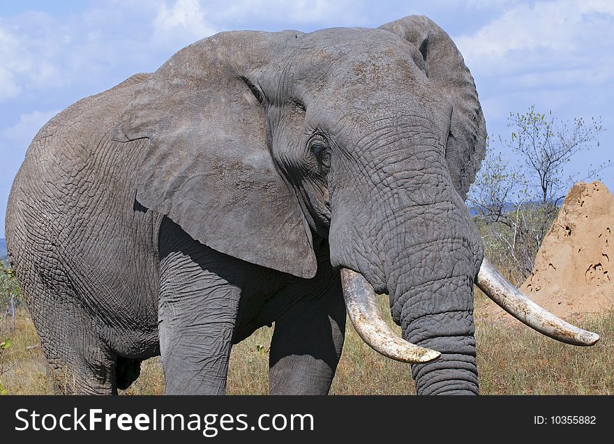 Elephant seen in South Africa