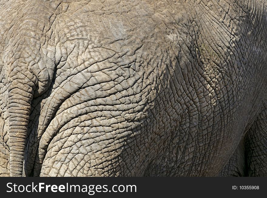 Elephant seen in South Africa