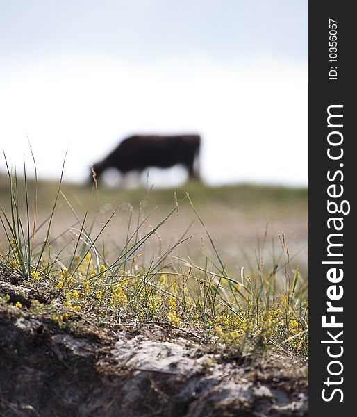 Silhouette of a cow. Grass and flowers in front