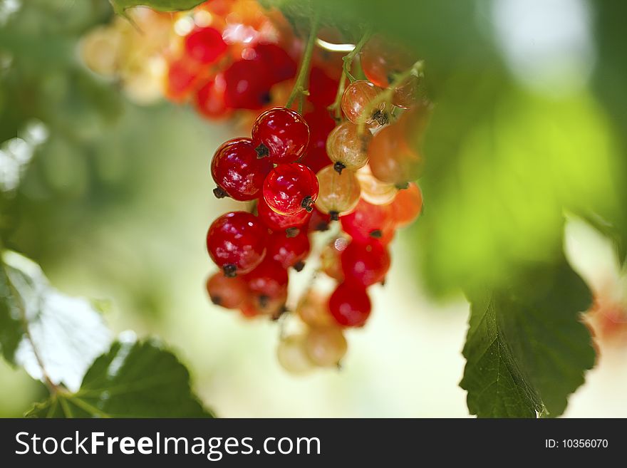 Nice bunch of redcurrants, shallow d o f