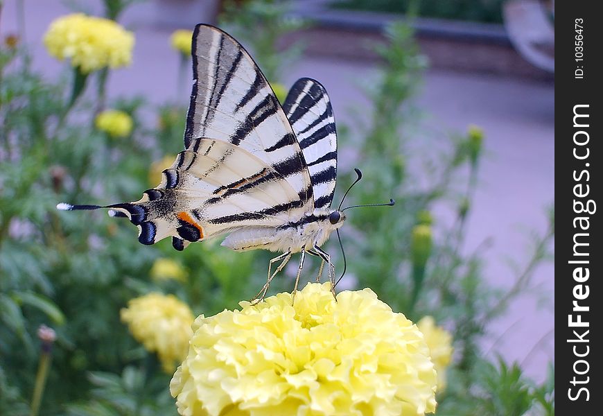 The beautiful Butterfly on a flower drinks nectar