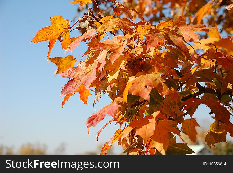 Yellow leaves of a maple against the sky. Yellow leaves of a maple against the sky