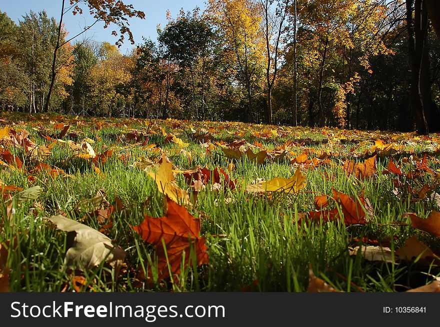 The fallen down yellow and red maple leaves on a green grass