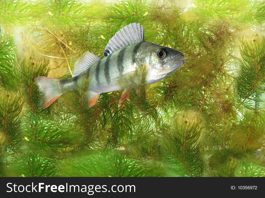 Swimming in water  perch