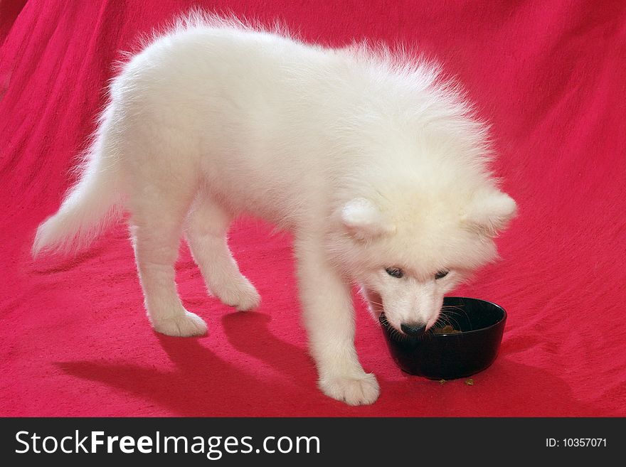 Young Samoyed puppy eating in the studio. Young Samoyed puppy eating in the studio