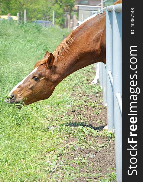 Beautiful horse, eating the grass behind the fence