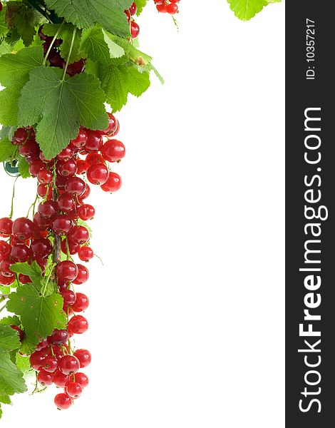 Bunch of ripe red currants.