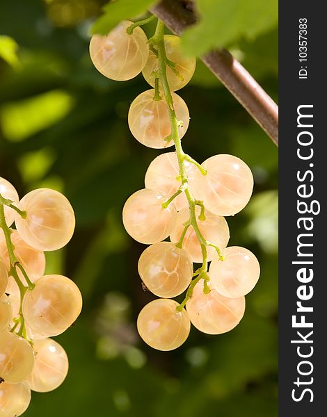 Ripe white currant in the garden. Ripe white currant in the garden.