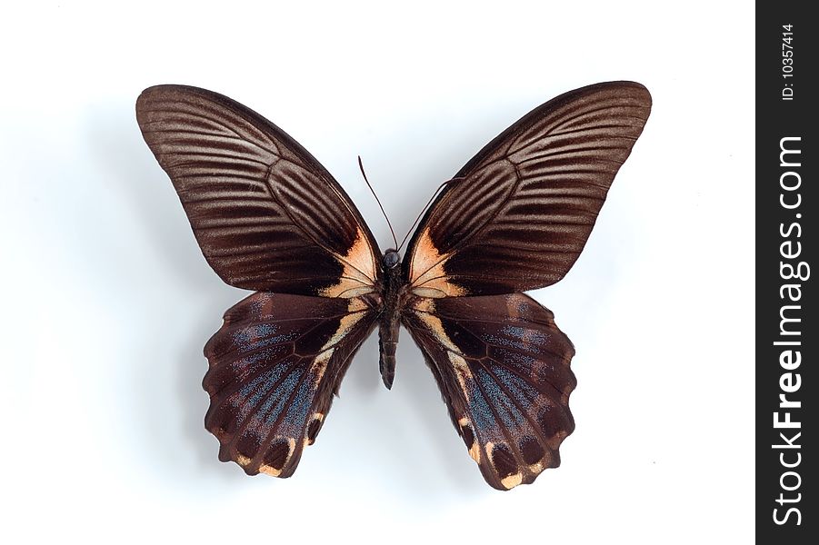 Papilio rumanzovia on the white background