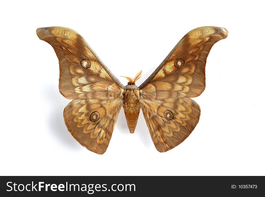 Antheraea larissa on the white background