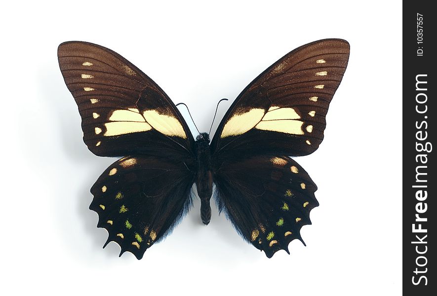 Papilio aristeus on the white background