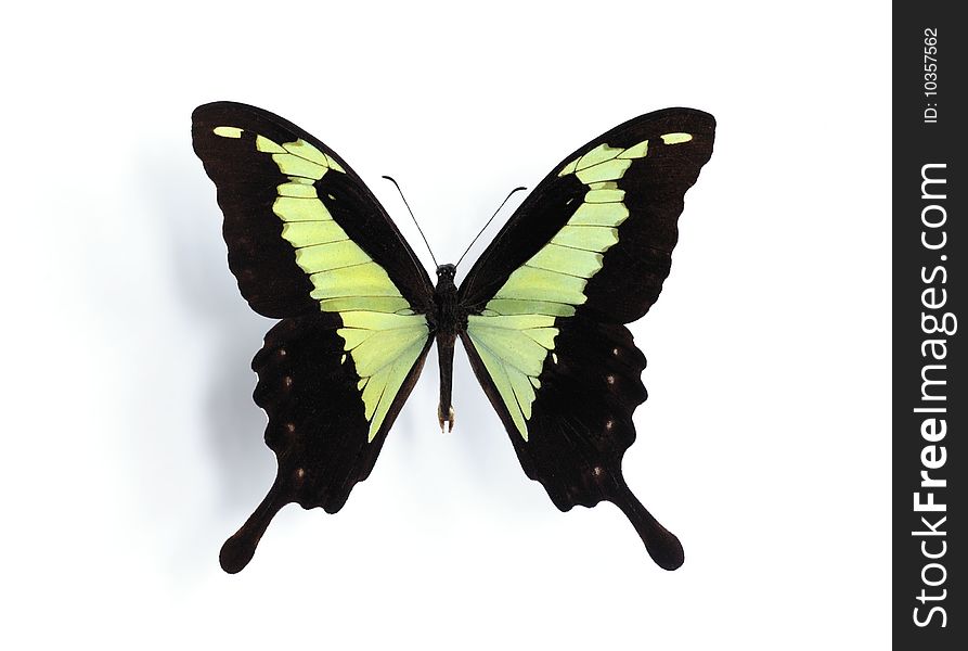 Papilio phorcas on the white background