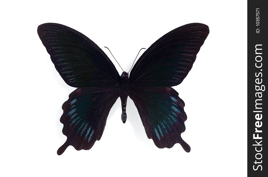 Papilio Deiphobus