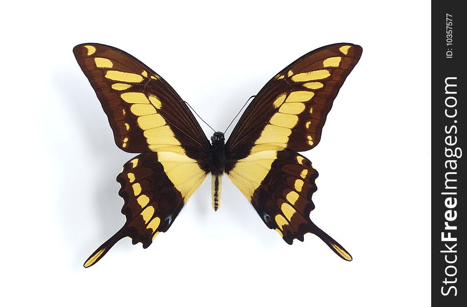 Papilio cresphontes on the white background