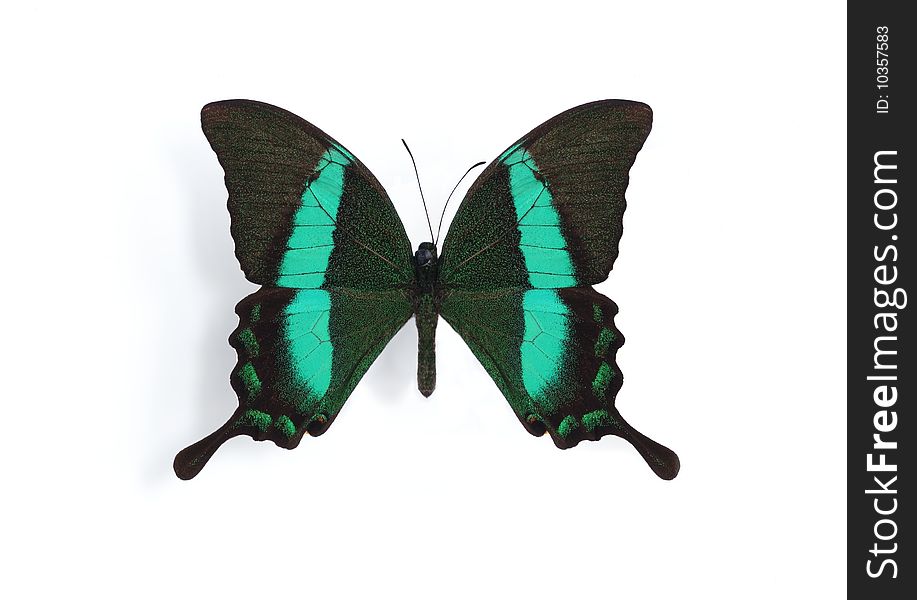 Papilio palinurus (palinuris) on the white background