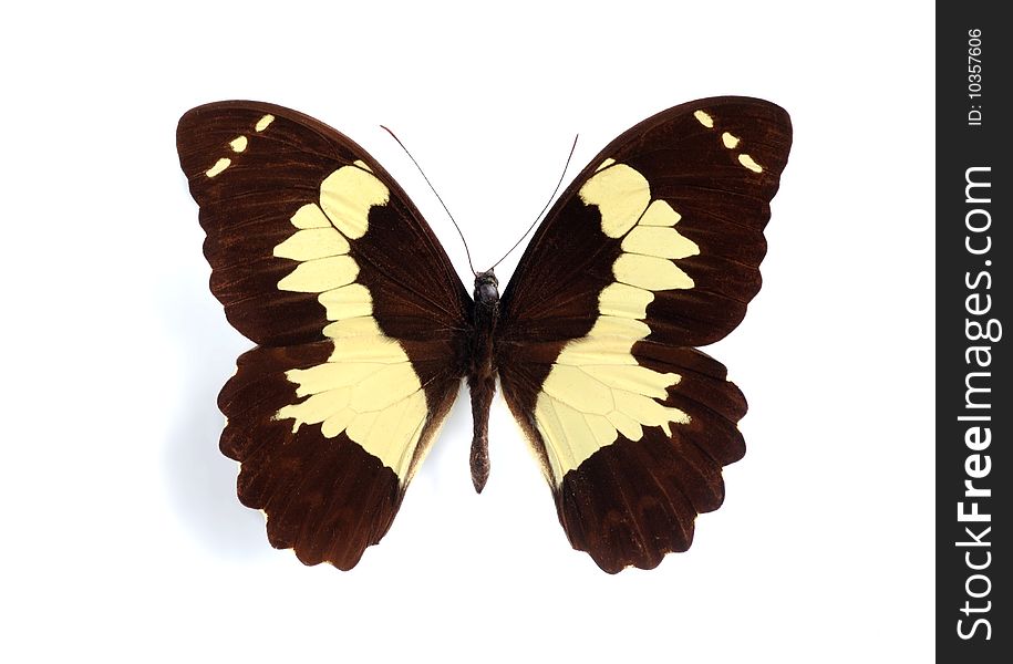 Papilio euchenor on the white background