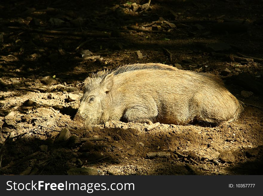 Wild pig is sleeping on the sun place