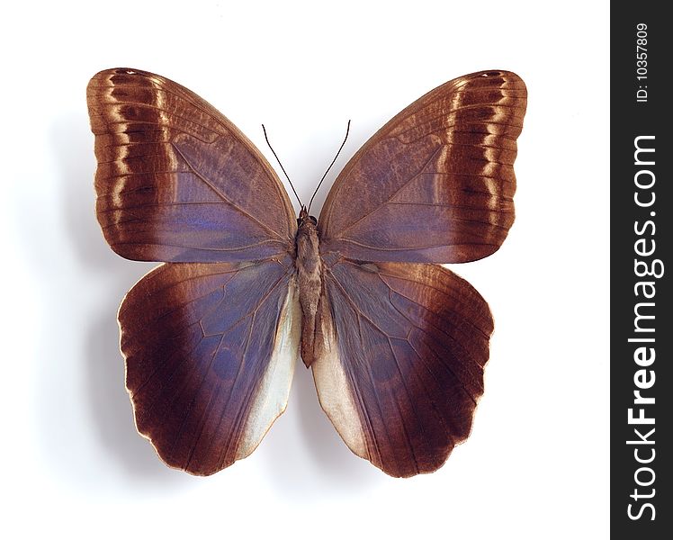 Caligo illioneus on the white background