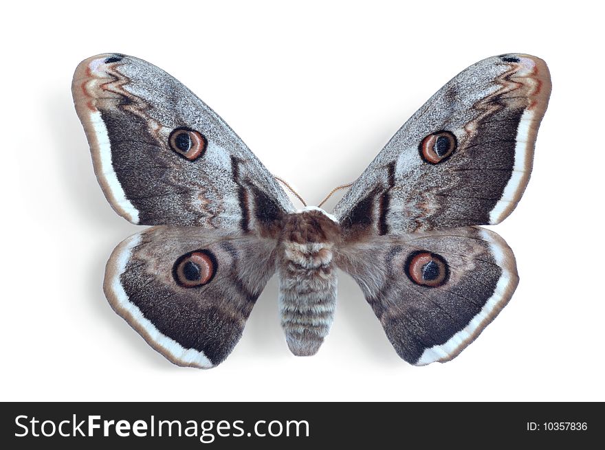 Saturnia pyri on the white background