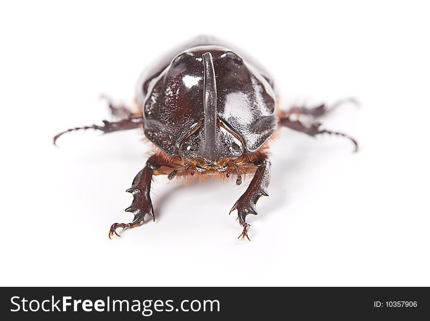 Rhinoceros beetle isolated on white background.