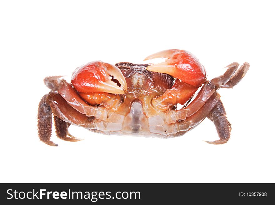 Crab isolated on white background.