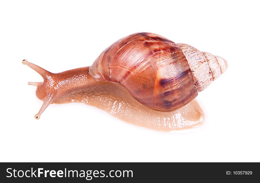 Snail isolated on white background.