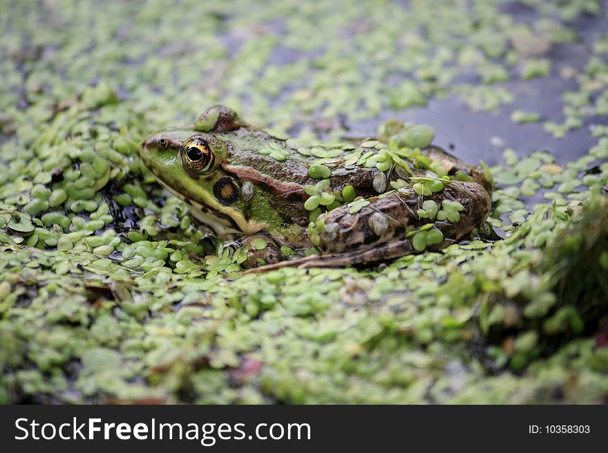 Frog hides in the water. Frog hides in the water