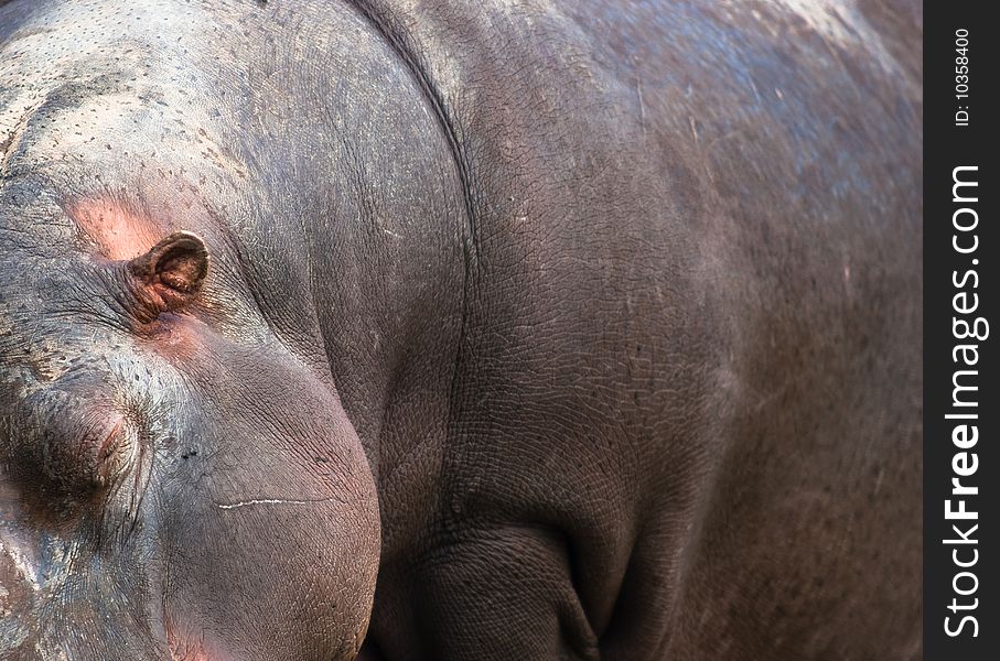Unusual composition of an hippopotamus with its little ear.