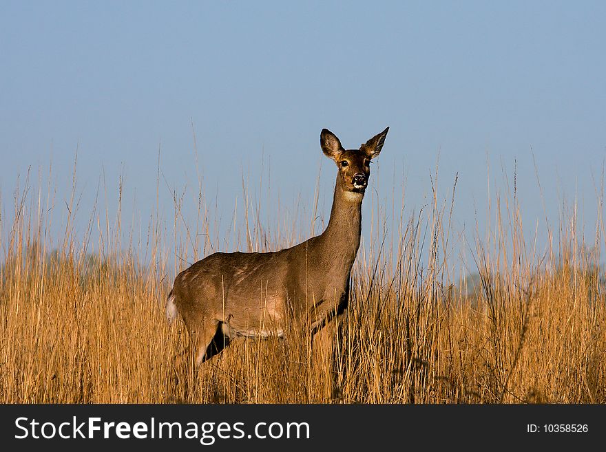 Deer In The Meadow.