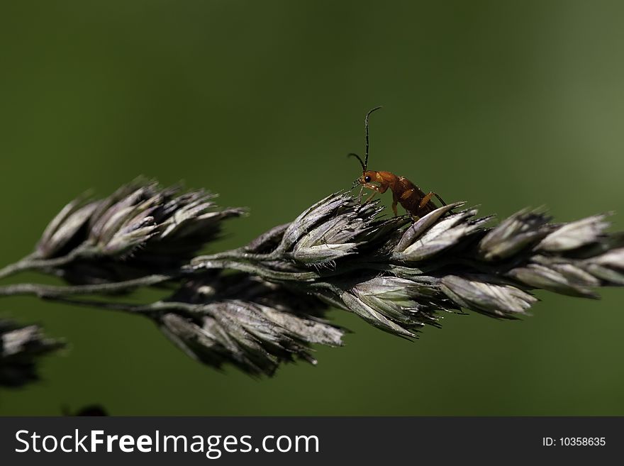 Little red earwig is posing