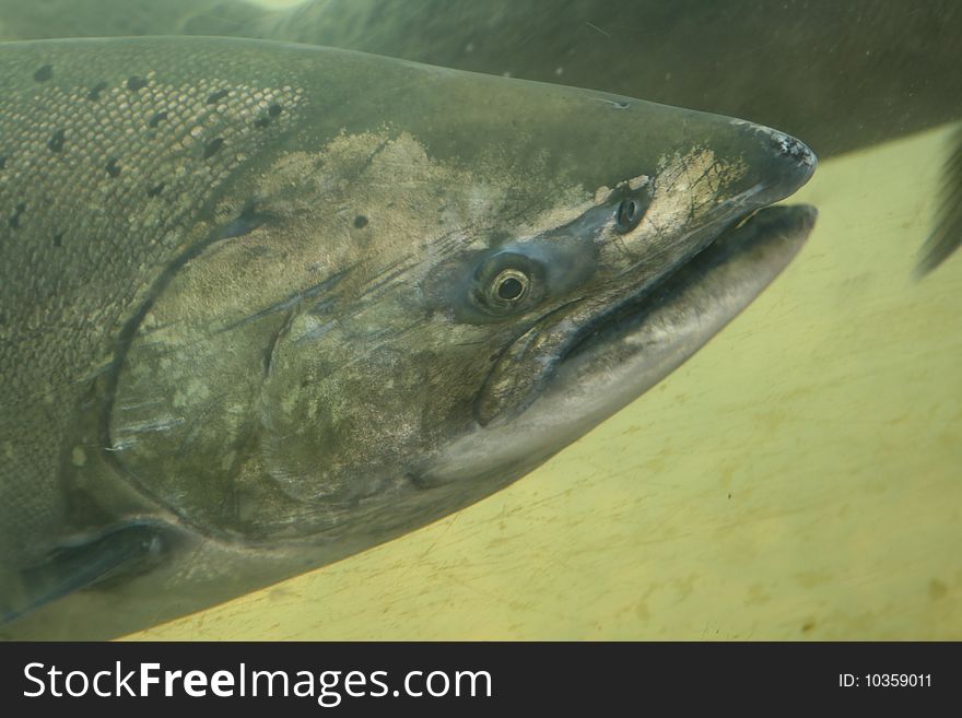 A full grown pacific salmon