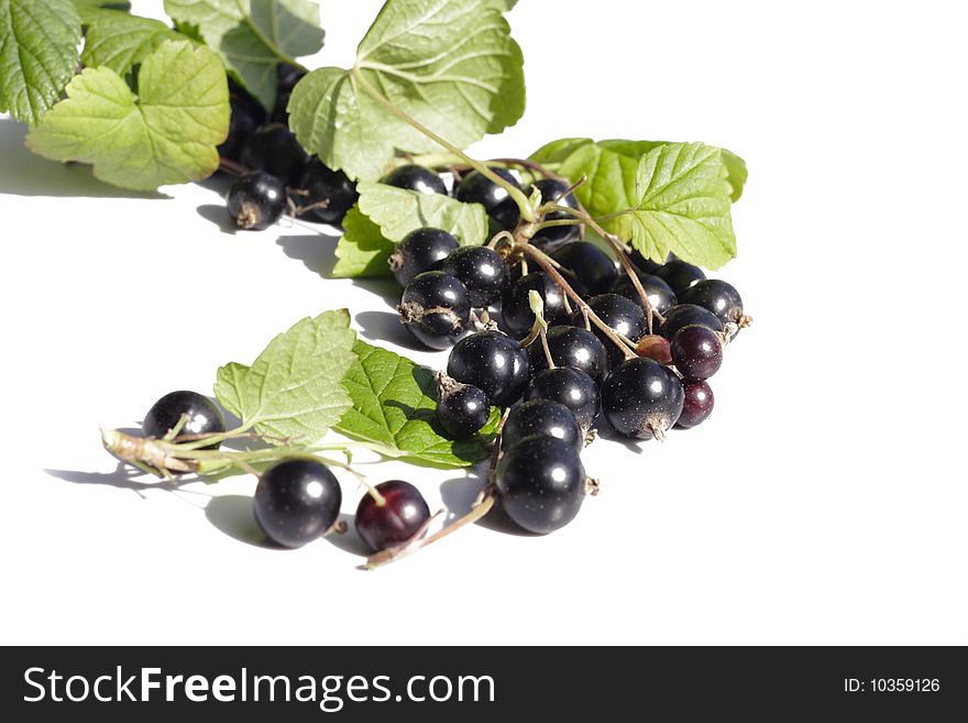 Black currant with leaves on white background.