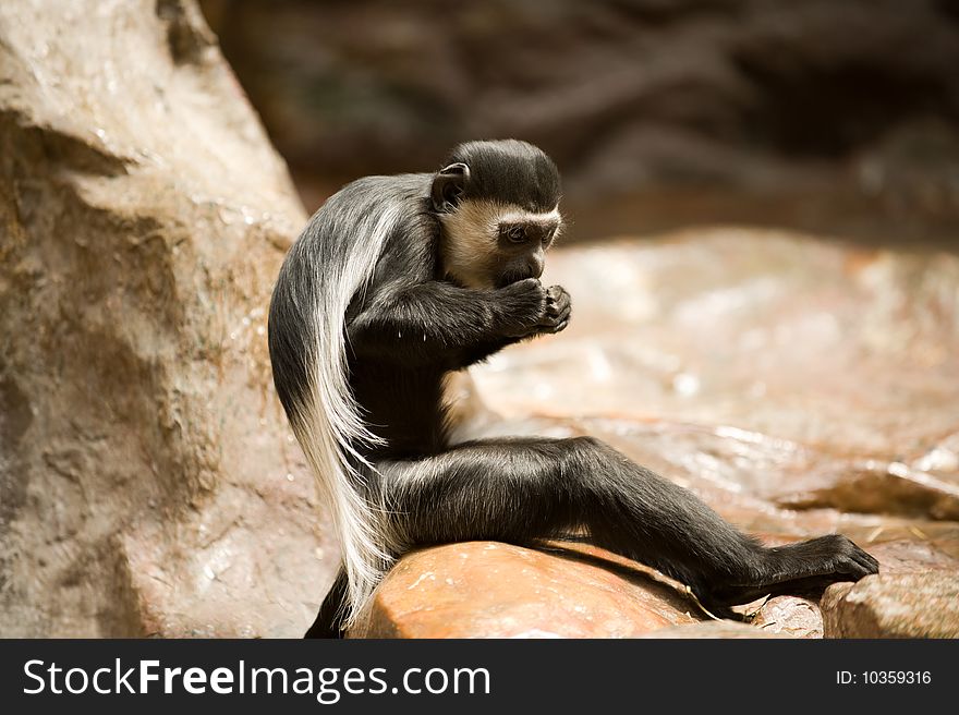 Black and white Colobus monkey eating between rocks. Black and white Colobus monkey eating between rocks