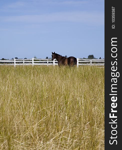 A brown horse stands in a white fence enclosed golden hay field under a summer, clear blue sky. A brown horse stands in a white fence enclosed golden hay field under a summer, clear blue sky.