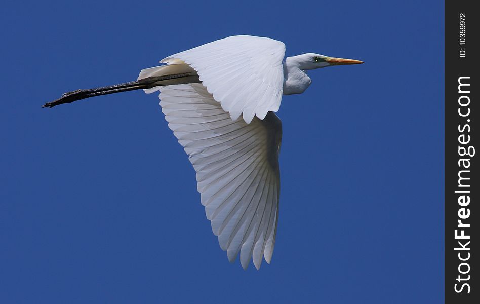 Big White Egret In Flight, Isolated On A Blue Sky