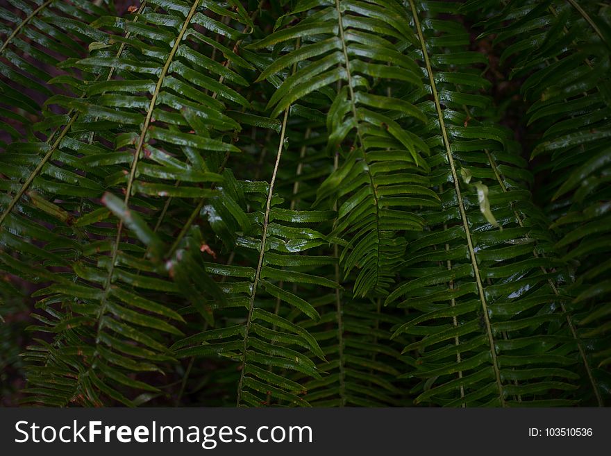 Botanical, Close-up, Colors, Environment