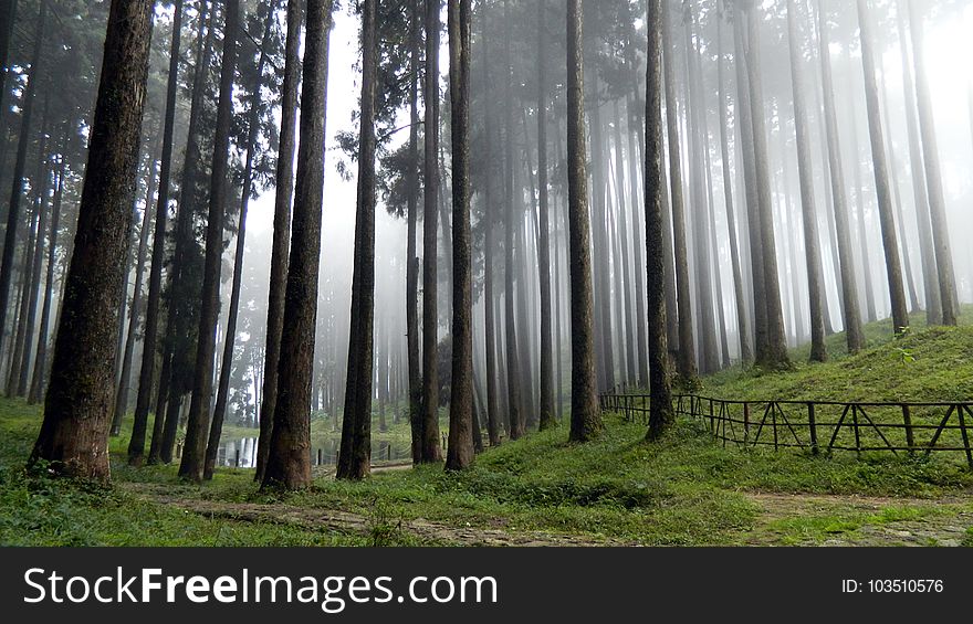 Foggy Forest Tall Trees and Green Grass Field High-saturated Photography
