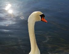 Isolated Swan Is Swimming On The Lake. Portrait Stock Images Isolated Swan Is Swimming On The Lake. Portrait Stock Images