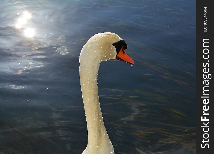 Isolated swan is swimming on the lake. Portrait