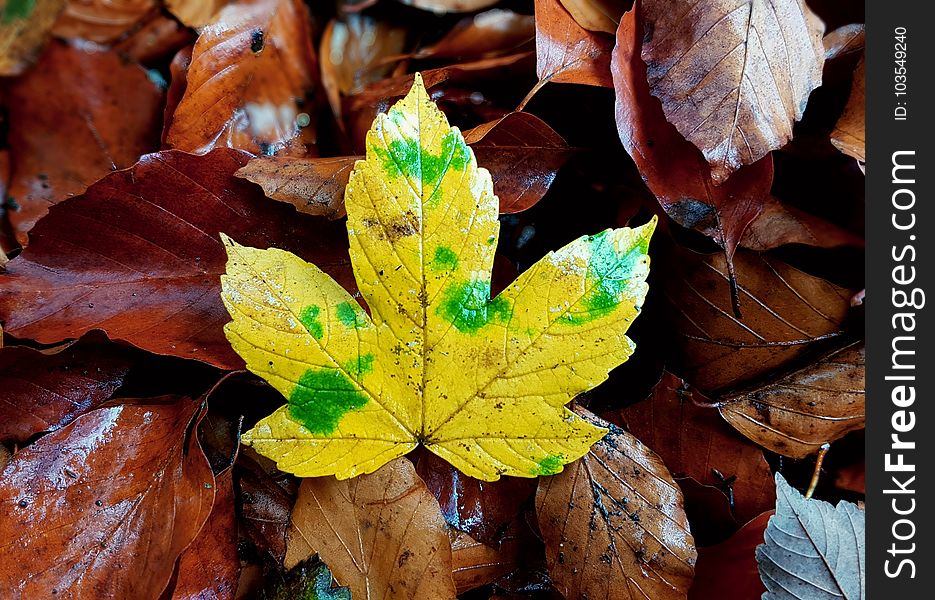 Leaf, Autumn, Flora, Deciduous