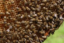 Bees On Honeycells Royalty Free Stock Photo Bees On Honeycells Royalty Free Stock Photo