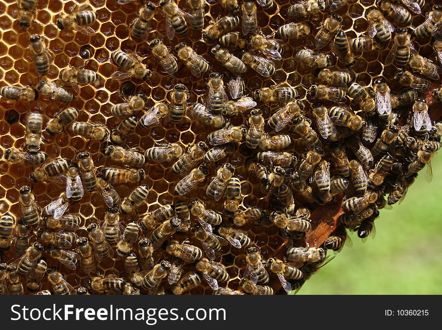 Bees On Honeycells