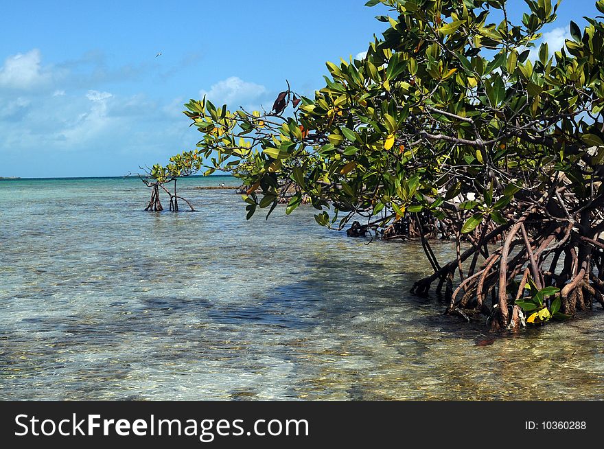 The mangrove forest in a Caribbean. The mangrove forest in a Caribbean