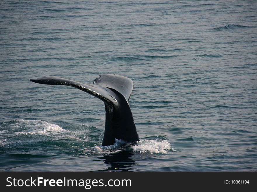 A humpback whale dives, showing its fluke. A humpback whale dives, showing its fluke